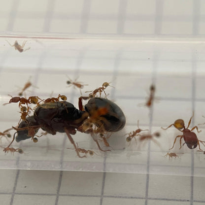 Carebara melasolena
