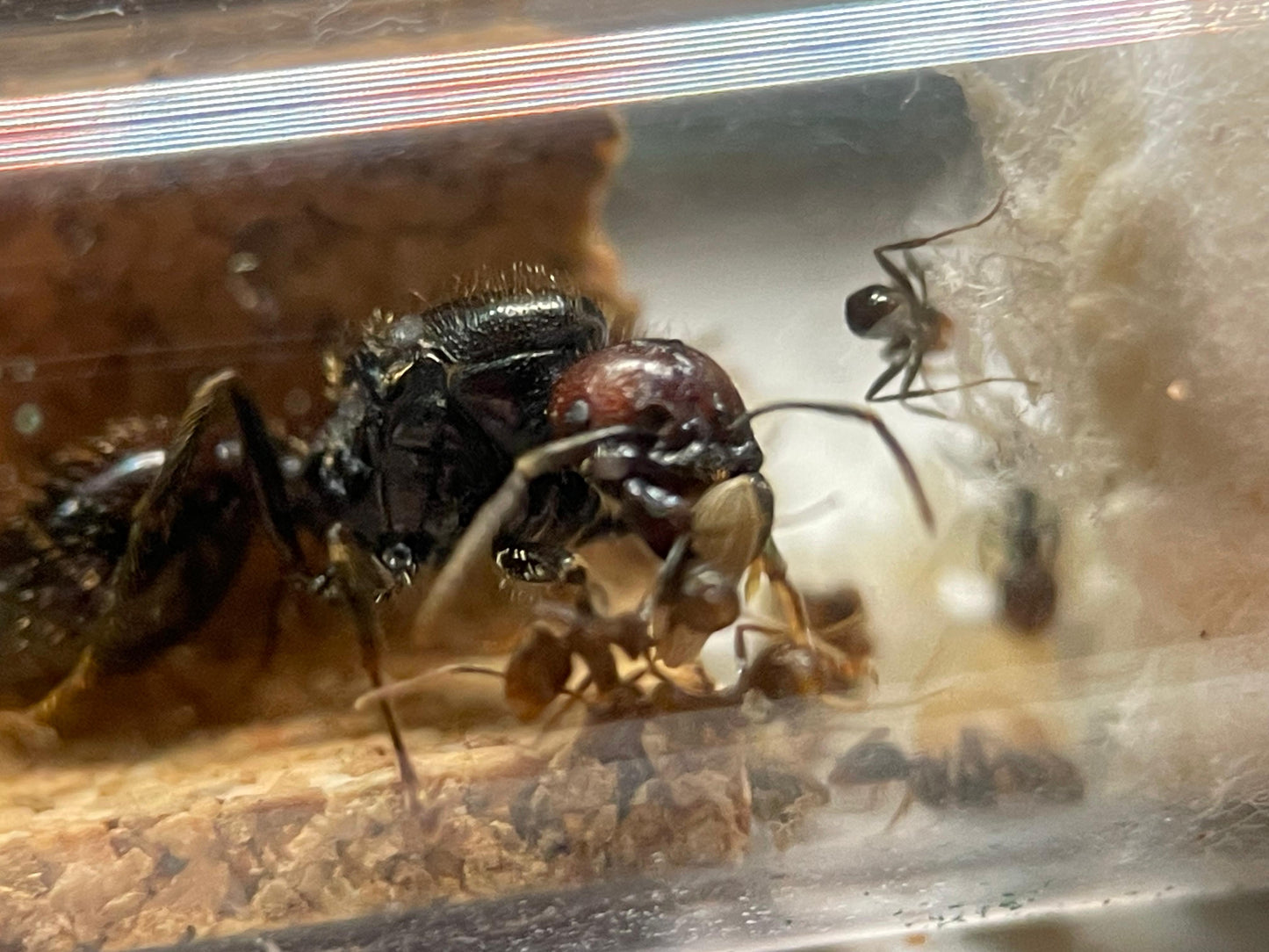 Messor barbarus