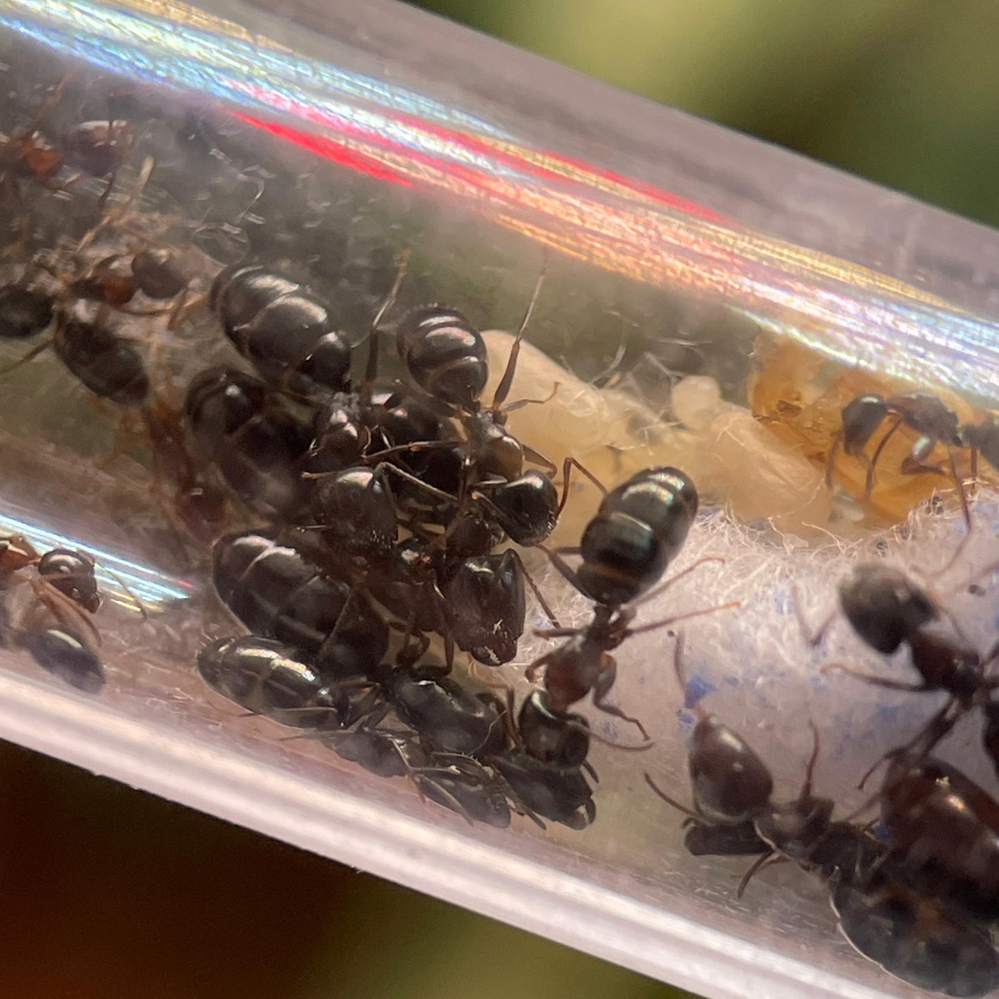 Camponotus vitiosus