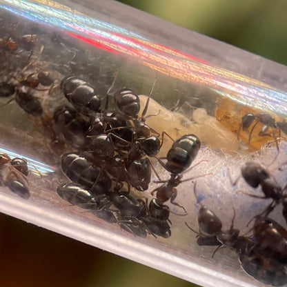 Camponotus vitiosus