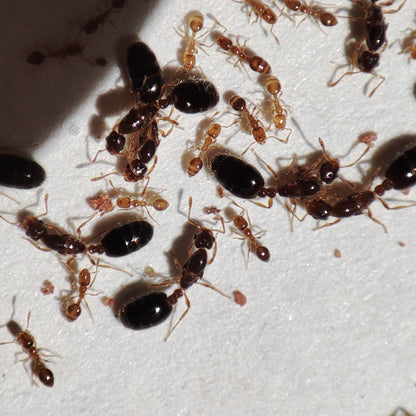 *Monomorium* sp. Vietnam