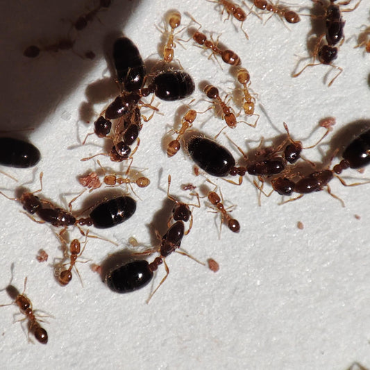 Monomorium spec. Vietnam