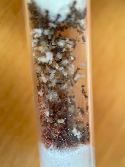 Carebara diversa Ersatzbrut