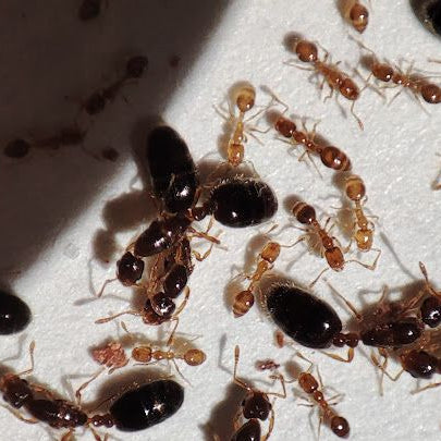 *Monomorium* sp. Vietnam