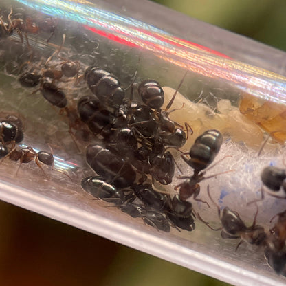 Camponotus vitiosus