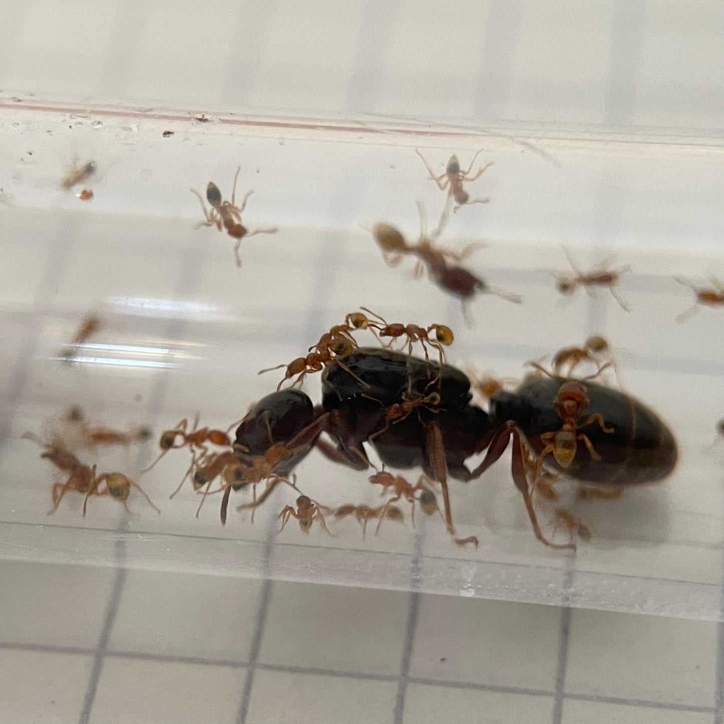 Carebara melasolena