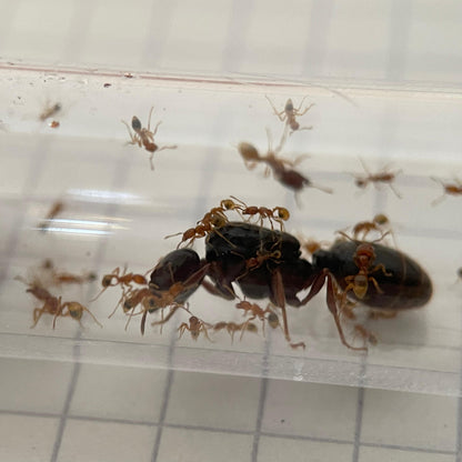 Carebara melasolena