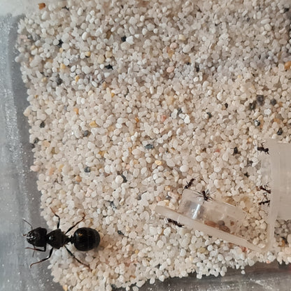 Pheidole rhea