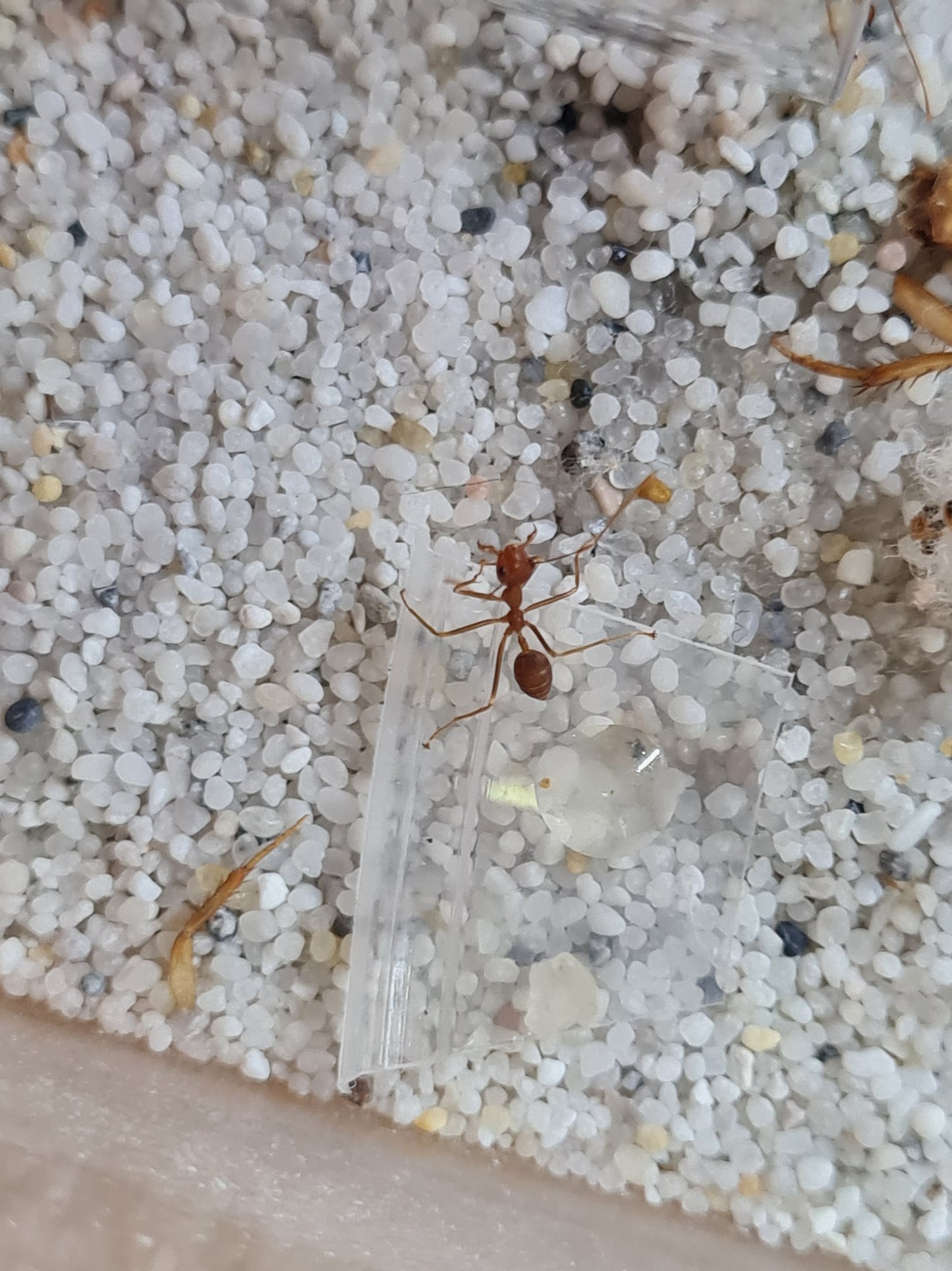 Oecophylla smaragdina