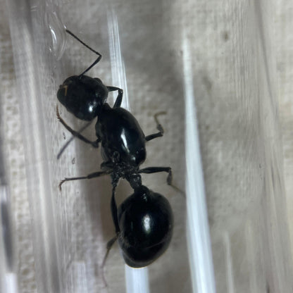 Messor desertora