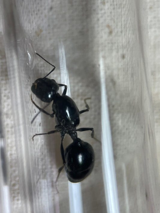 Messor desertora