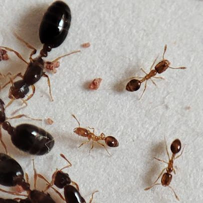 *Monomorium* sp. Vietnam