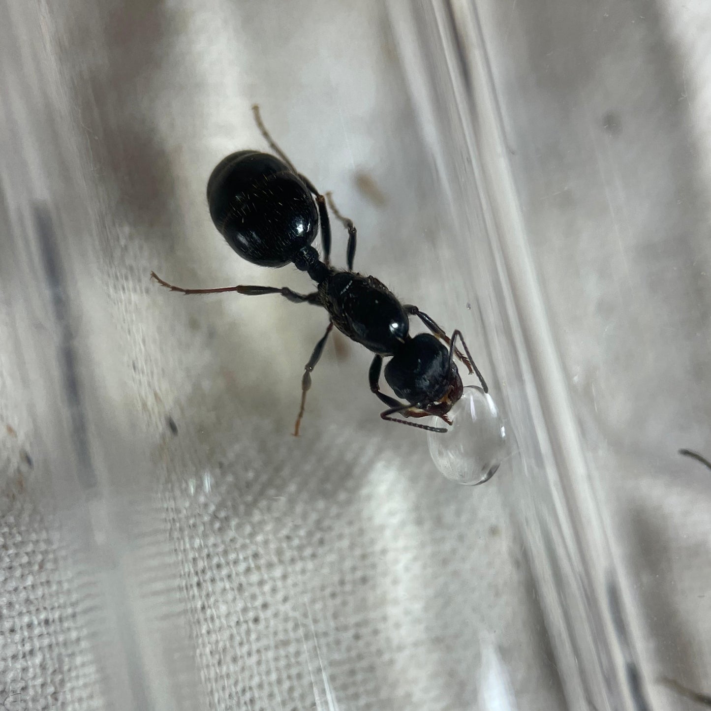 Messor desertora