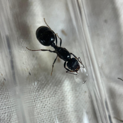 Messor desertora