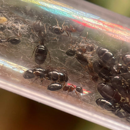 Camponotus vitiosus