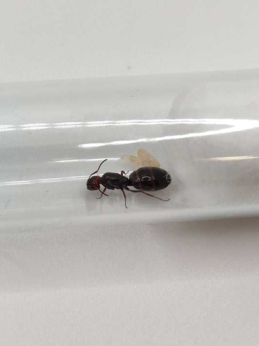 Camponotus lateralis