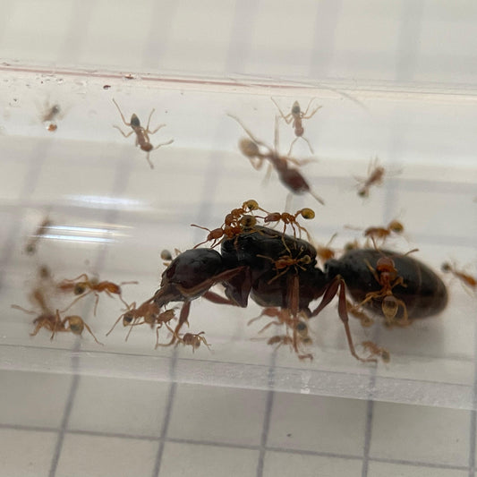 Carebara melasolena