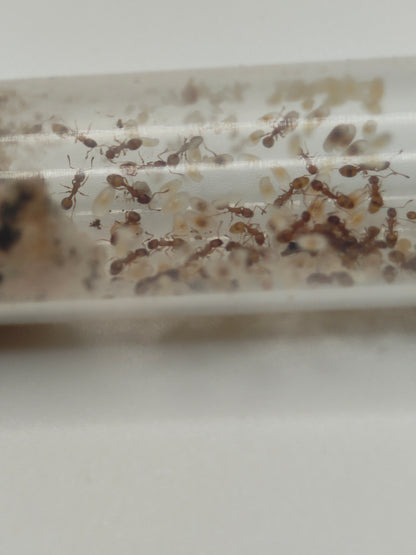 Temnothorax racovitzai Arbeiterinnen in Gruppe