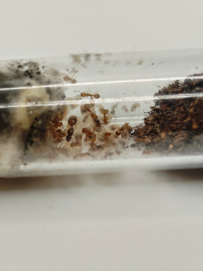 Temnothorax racovitzai Kolonie im Reagenzglas