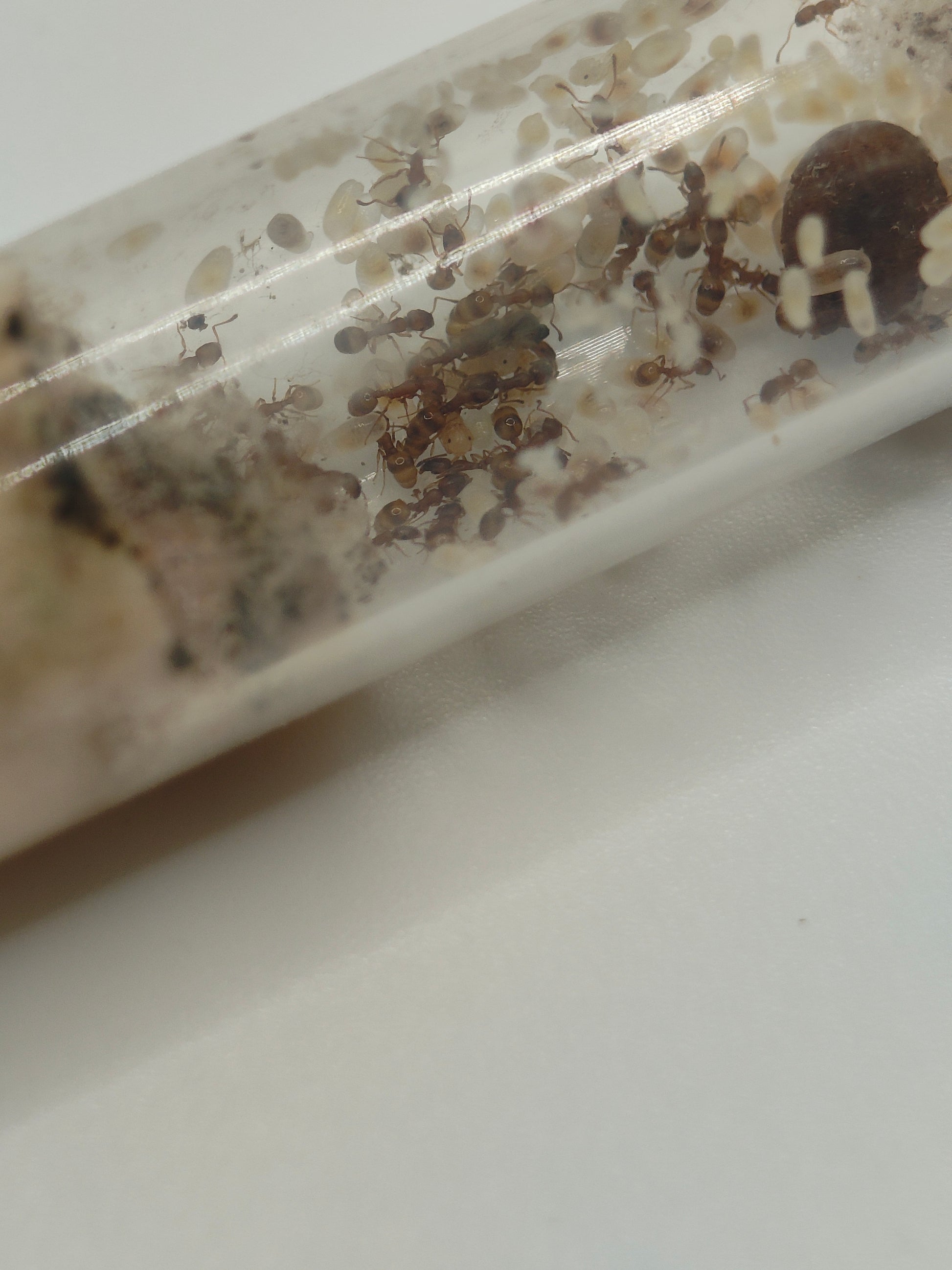 Temnothorax racovitzai Kolonie mit Brut und Kokons