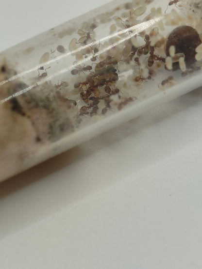 Temnothorax racovitzai Kolonie mit Brut und Kokons